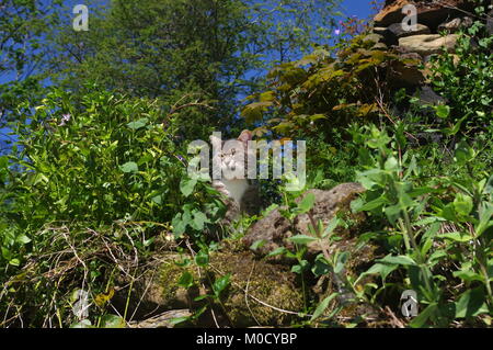 Chat tigré dans overgrown garden Banque D'Images