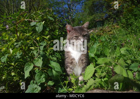 Chat tigré dans overgrown garden Banque D'Images