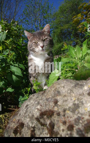 Chat tigré dans overgrown garden Banque D'Images