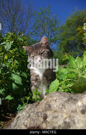 Chat tigré dans overgrown garden Banque D'Images