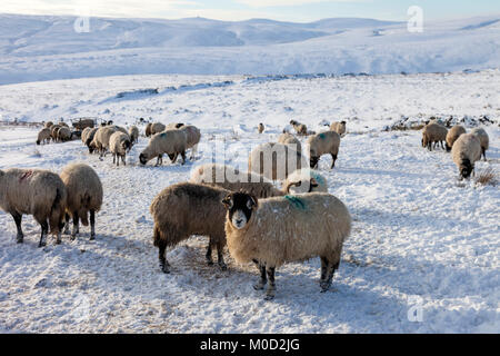 La région de Teesdale, comté de Durham au Royaume-Uni. Samedi 20 janvier 2018. Météo britannique. Avec un fond de la plus haute montagne dans les Pennines, Cross Fell, ces bien isolé et hardy Swaledale moutons sont plus nourrir chaque jour pour les aider dans le froid. Crédit : David Forster/Alamy Live News Banque D'Images