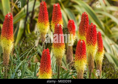 Red Hot poker dans un affichage vivace jaune et rouge. Banque D'Images