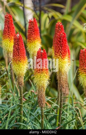 Jaune et rouge red hot poker affichant des fleurs aux couleurs magnifiques. Banque D'Images
