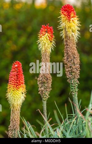 Jaune et rouge red hot poker affichant des fleurs aux couleurs magnifiques. Banque D'Images