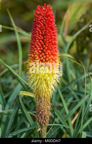 Jaune et rouge red hot poker affichant des fleurs aux couleurs magnifiques. Banque D'Images