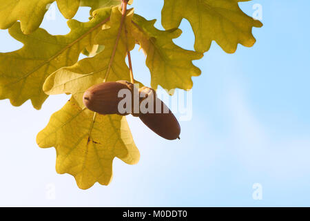 Deux glands sur un arbre entre les feuilles de chêne avec le ciel bleu et le soleil en arrière-plan Banque D'Images