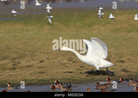 Le cygne de Bewick, décoller de terre à Slimbridge WWT UK Banque D'Images