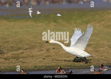 Le cygne de Bewick, décoller de terre à Slimbridge WWT UK Banque D'Images