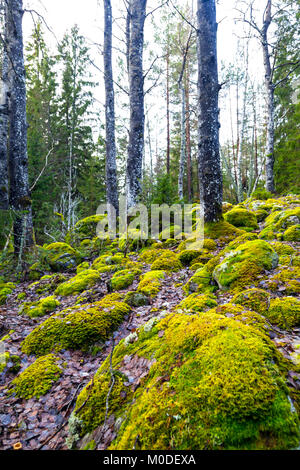 Rochers moussus dans une forêt en hiver suédois Banque D'Images