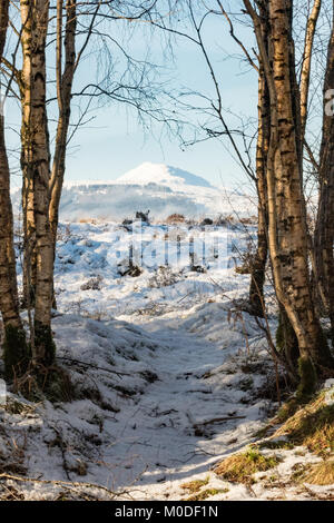 Ben Ledi en hiver, Écosse, Royaume-Uni - vu de Flanders Moss, Carse of Stirling, Écosse, Royaume-Uni Banque D'Images