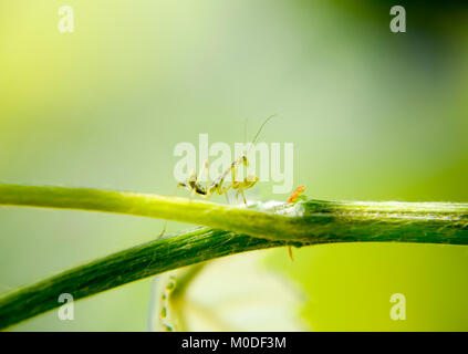 Larve de la mante religieuse. Mantis, nymphe des insectes de plus en plus. Le Mantis dans le vignoble. Banque D'Images