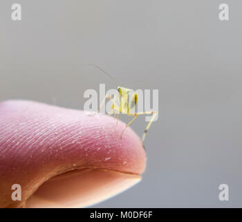 Larve de la mante religieuse. Mantis, nymphe des insectes de plus en plus. Le Mantis sur la main de l'homme. Banque D'Images