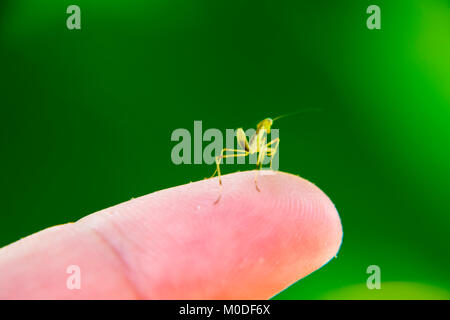 Larve de la mante religieuse. Mantis, nymphe des insectes de plus en plus. Le Mantis sur votre doigt. Banque D'Images