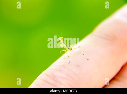 Larve de la mante religieuse. Mantis, nymphe des insectes de plus en plus. Le Mantis sur votre doigt. Banque D'Images