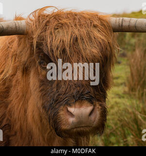 Vache Highland à Dartmoor dans le sud du Devon, Royaume-Uni. Banque D'Images