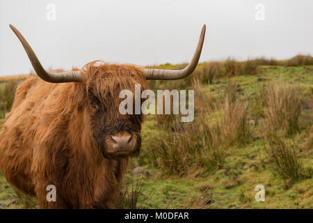 Vache Highland à Dartmoor dans le sud du Devon, Royaume-Uni. Banque D'Images