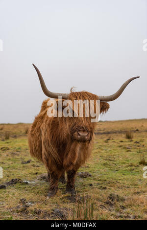 Vache Highland à Dartmoor dans le sud du Devon, Royaume-Uni. Banque D'Images