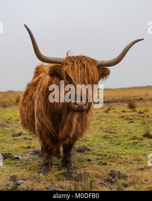 Vache Highland à Dartmoor dans le sud du Devon, Royaume-Uni. Banque D'Images