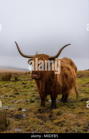 Vache Highland à Dartmoor dans le sud du Devon, Royaume-Uni. Banque D'Images