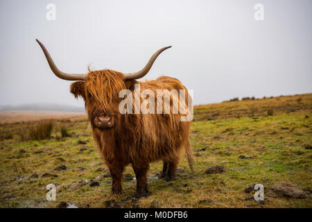 Vache Highland à Dartmoor dans le sud du Devon, Royaume-Uni. Banque D'Images