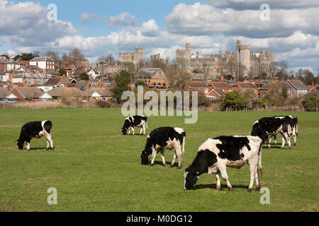 Les vaches qui paissent dans les pâturages frisons à Arundel avec le château derrière, West Sussex, Angleterre Banque D'Images