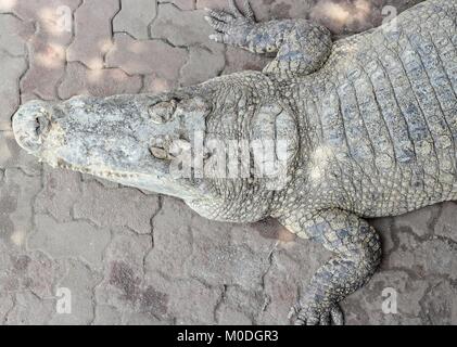 Les crocodiles fermer jusqu'en Thaïlande Banque D'Images