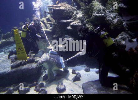 À l'embargo 0001 Lundi 22 janvier à l'aquariophiles SEA LIFE London utilisez des pinceaux à nettoyer les tortues vertes dans le réservoir de l'océan au cours de l'assemblée annuelle et le nombre de 'propre' à l'attraction de Londres. Banque D'Images