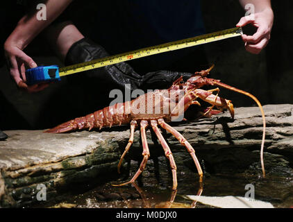 De 0001 SOUS EMBARGO LUNDI 22 JANVIER UN SEA LIFE London aquariophiles de mesurer la longueur d'une langouste européenne au cours de l'assemblée annuelle et le nombre de 'propre' à l'attraction de Londres. Banque D'Images