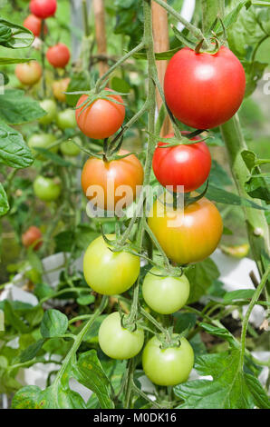 De treillis F1 hybride Rose variété de tomates cerise sur le mûrissement charmeur vigne dans la serre, Cumbria, Angleterre, Royaume-Uni Banque D'Images