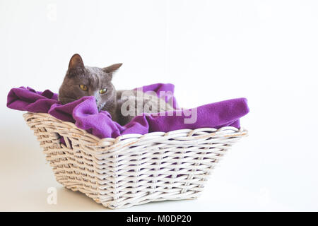 Chat chartreaux reposant dans un panier avec une couverture pourpre Banque D'Images