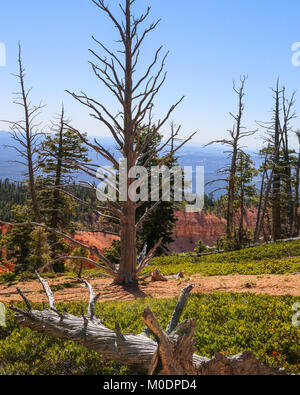 Bristlecone Pines AtopRainbow Point, Bristlecone Loop Trail, Parc National de Bryce, Kanab, UT Banque D'Images