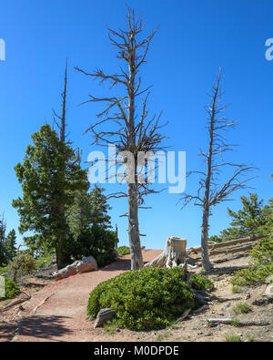 Bristlecone Pines AtopRainbow Point, Bristlecone Loop Trail, Parc National de Bryce, Kanab, UT Banque D'Images