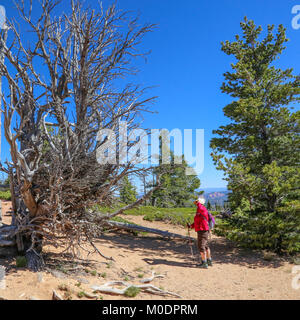 Bristlecone Pines AtopRainbow Point, Bristlecone Loop Trail, Parc National de Bryce, Kanab, UT Banque D'Images