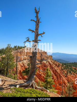 Bristlecone Pines AtopRainbow Point, Bristlecone Loop Trail, Parc National de Bryce, Kanab, UT Banque D'Images