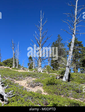 Bristlecone Pines AtopRainbow Point, Bristlecone Loop Trail, Parc National de Bryce, Kanab, UT Banque D'Images