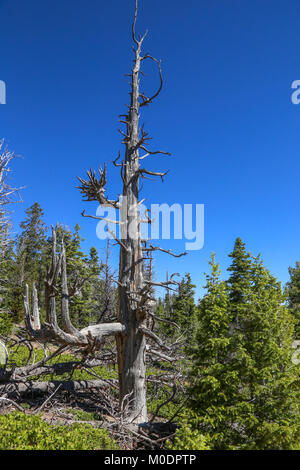 Bristlecone Pines AtopRainbow Point, Bristlecone Loop Trail, Parc National de Bryce, Kanab, UT Banque D'Images