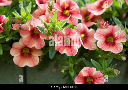 Calibrachoa 'Caloha Classic Yellow' fleurs. Banque D'Images