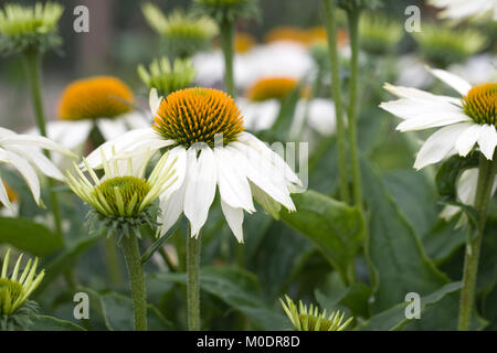 Echinacea purpurea 'white' Sentiment de fleurs. Banque D'Images