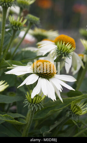 Echinacea purpurea 'white' Sentiment de fleurs. Banque D'Images