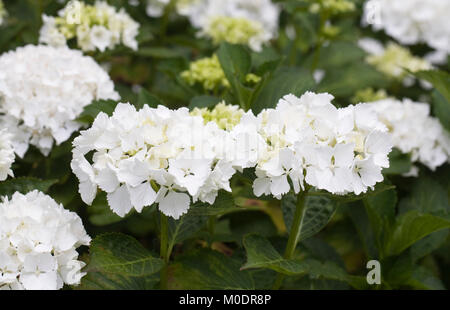 Hydrangea 'Nymphe' fleurs. Banque D'Images