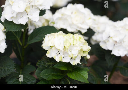 Hydrangea 'Nymphe' fleurs. Banque D'Images