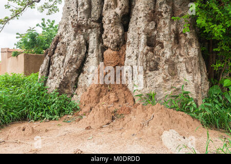 Une termitière construit dans un Baobab (Adansonia digitata), Ouagadougou, Burkina Faso Banque D'Images