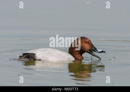 Common Pochard (Aythya ferina) au sanctuaire d'oiseaux de Thol, Gujarat, Inde Banque D'Images