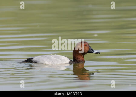 Common Pochard (Aythya ferina) au sanctuaire d'oiseaux de Thol, Gujarat, Inde Banque D'Images