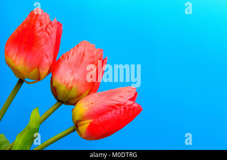 Des tulipes rouges dans un bouquet sur un fond bleu Banque D'Images