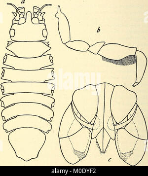 Les isopodes 'Marine recueillies aux Philippines par les pêcheries américaines steamer Albatross en 1907-1908' (1910) Banque D'Images
