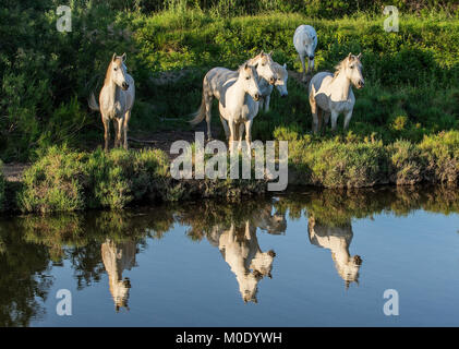 Portrait de l'chevaux blancs reflètent dans l'eau. La France. Camargue Banque D'Images