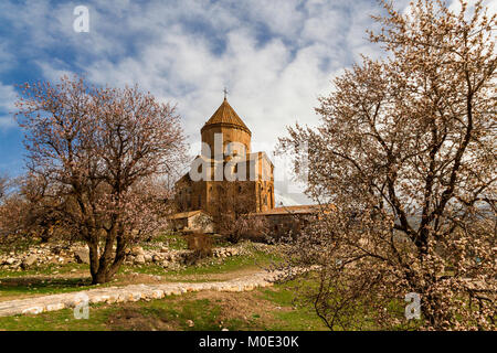 L'Église arménienne d'Akhtamar la croix sur l'île de houx, le lac de Van, en Turquie et d'amandiers en fleurs. Banque D'Images