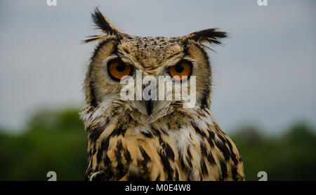 Bengal Eagle Owl, regardant en bas à droite ma lentille Banque D'Images