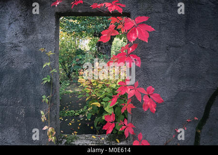 Le trou carré dans le mur avec une vue jusqu'à l'automne jardin avec des vignes à l'intérieur Banque D'Images